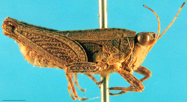 CollectionObject 1477241; 5b5e9351-4386-4029-8a41-454e2815baa7: male, lateral view (syntype). (CollectionObject).