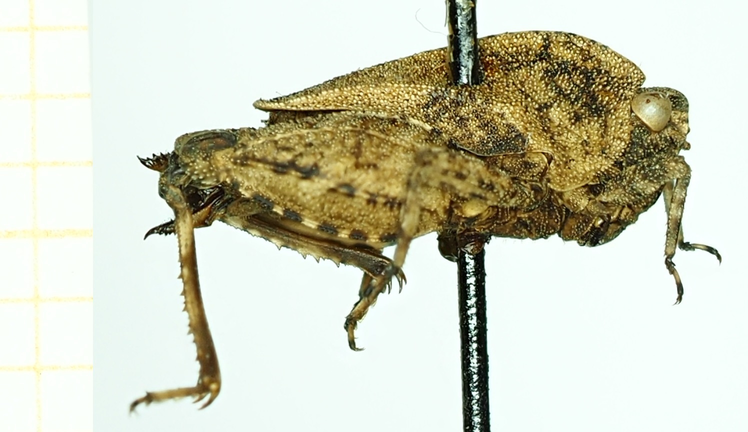 CollectionObject 1532629; e851a3c0-64b5-482e-a734-8a0cd53cdb3b: female, lateral view (holotype). (CollectionObject).