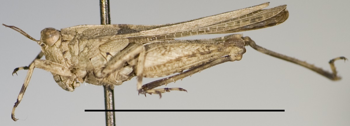 CollectionObject 1535406; 090a1722-c090-4813-a712-197147cf1a56, MNCN123: female, lateral view (holotype). (CollectionObject).