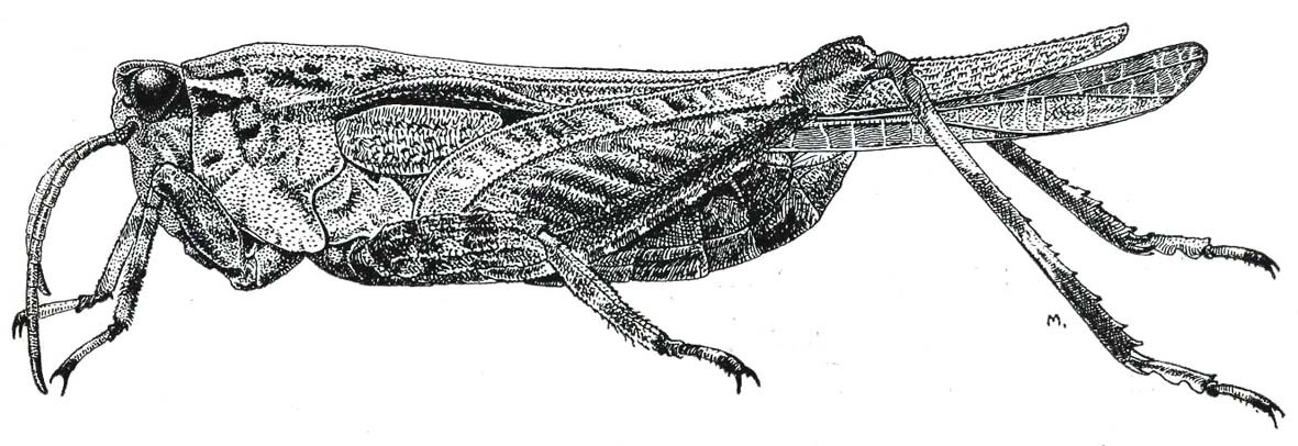 Tetrix ornata ornata (Say, 1824): Fig. 155. male habitus. (Otu).