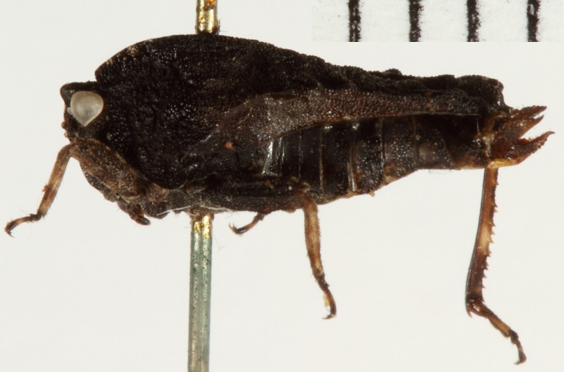 CollectionObject 1529960; NHRS NRM-ORTH 9352, 3d69ebd8-b6ac-4da0-9dd0-f265b1ae80a5: female, lateral view (holotype). (CollectionObject).