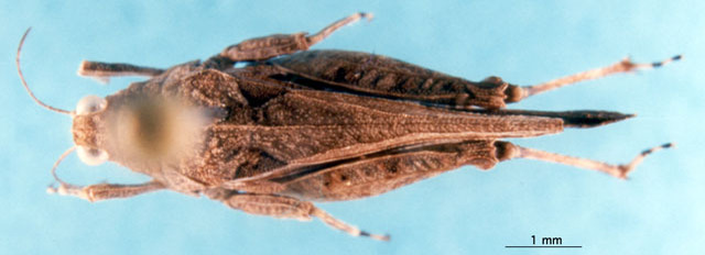 CollectionObject 1505359; 4e8b07e3-f58a-47c6-9f25-6e632802fa39: holotype. male, dorsal view. (CollectionObject).