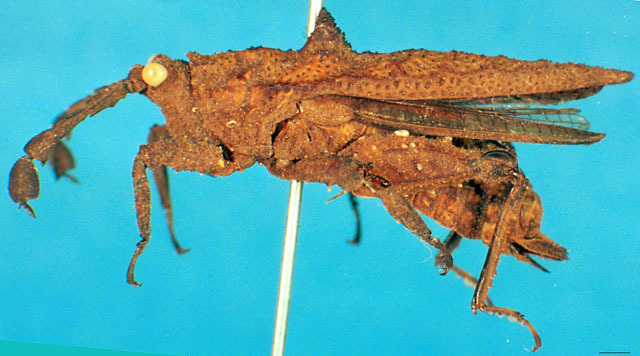 CollectionObject 1501830; 3c2f6235-7402-4253-9f73-c4fa6139df88: female, lateral view. (CollectionObject).