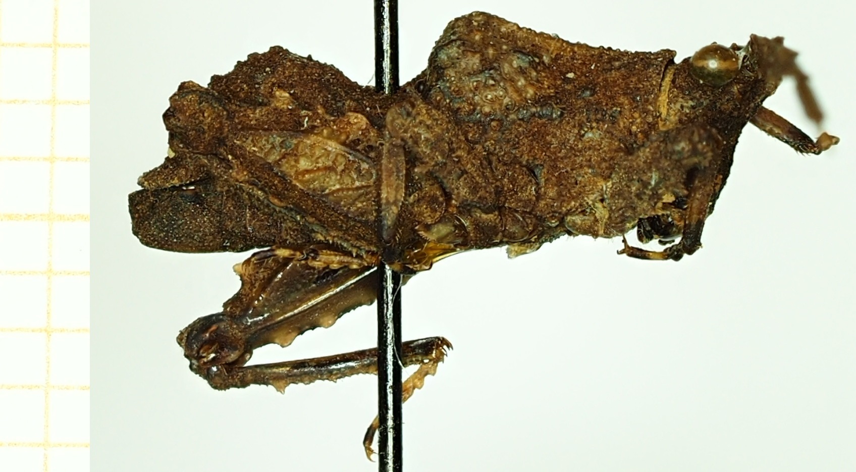 CollectionObject 1532640; 4b2092b0-e9d5-4df2-abbb-58f713f87aab: male, lateral view (holotype). (CollectionObject).