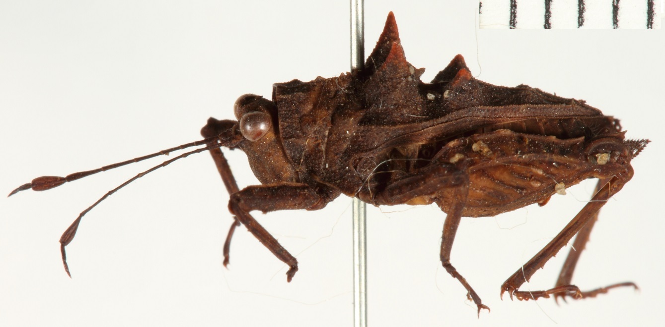 CollectionObject 1529891; 3e46b3f0-b8c9-48ba-a84b-ed4fa0123b76: female, lateral view (holotype). (CollectionObject).