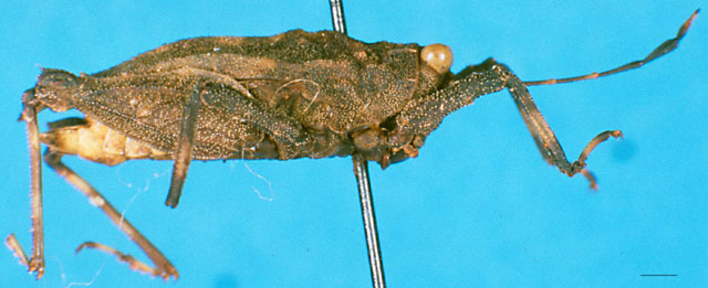 CollectionObject 1500827; d522df87-6c3c-4b01-a7fe-6ca6e7ce620d: female, lateral view (holotype). (CollectionObject).