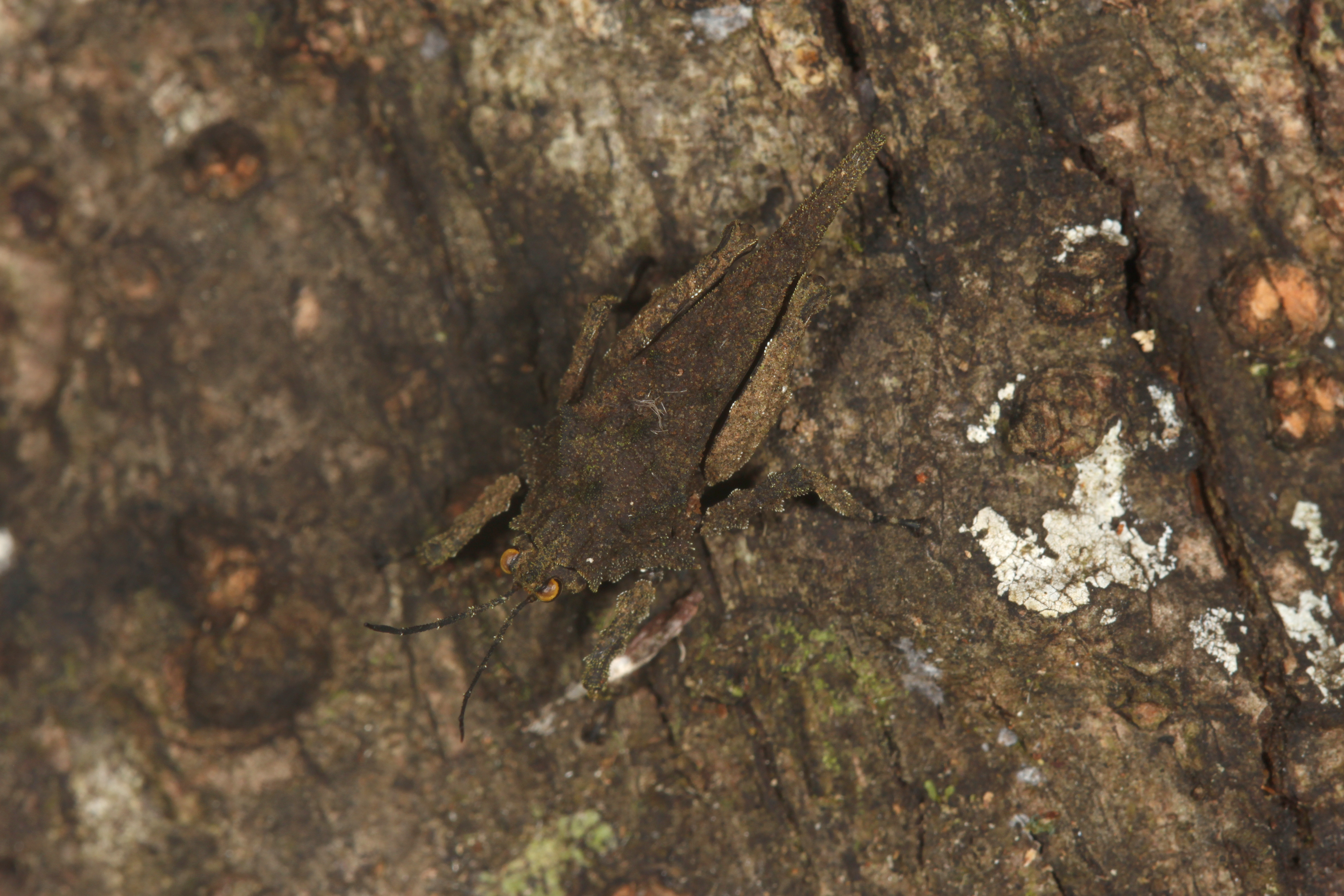 Discotettix (Discotettix) belzebuth (Serville, 1838): male (Sandakan). (Otu).;Discotettix (Discotettix) belzebuth (Serville, 1838): male (Sandakan). (Otu).