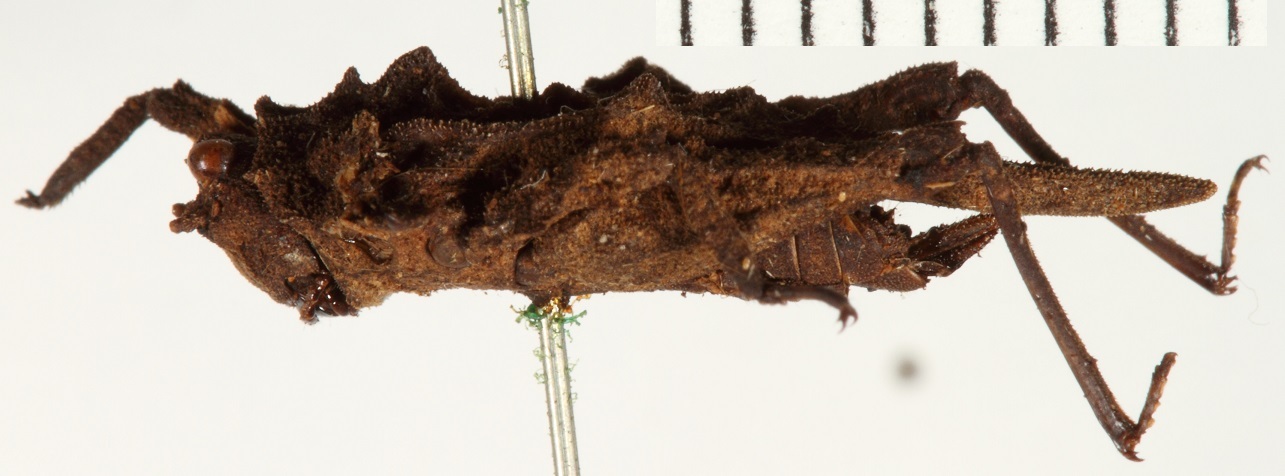 CollectionObject 1529892; NHRS NRM-ORTH 00112897, 84ba90c0-9bcf-473d-9996-0eb5836f0d99: female, lateral view (lectotype). (CollectionObject).