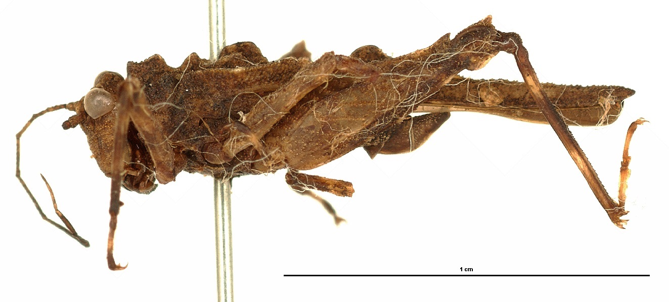 CollectionObject 1574086; be85dfef-fdf6-4fde-b019-7cbc861decba: male, lateral view. (CollectionObject).