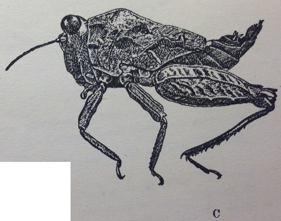 CollectionObject 1523092; 45eb547a-c7fc-483e-8c68-ea91c6b299a3: female, lateral view. (CollectionObject).