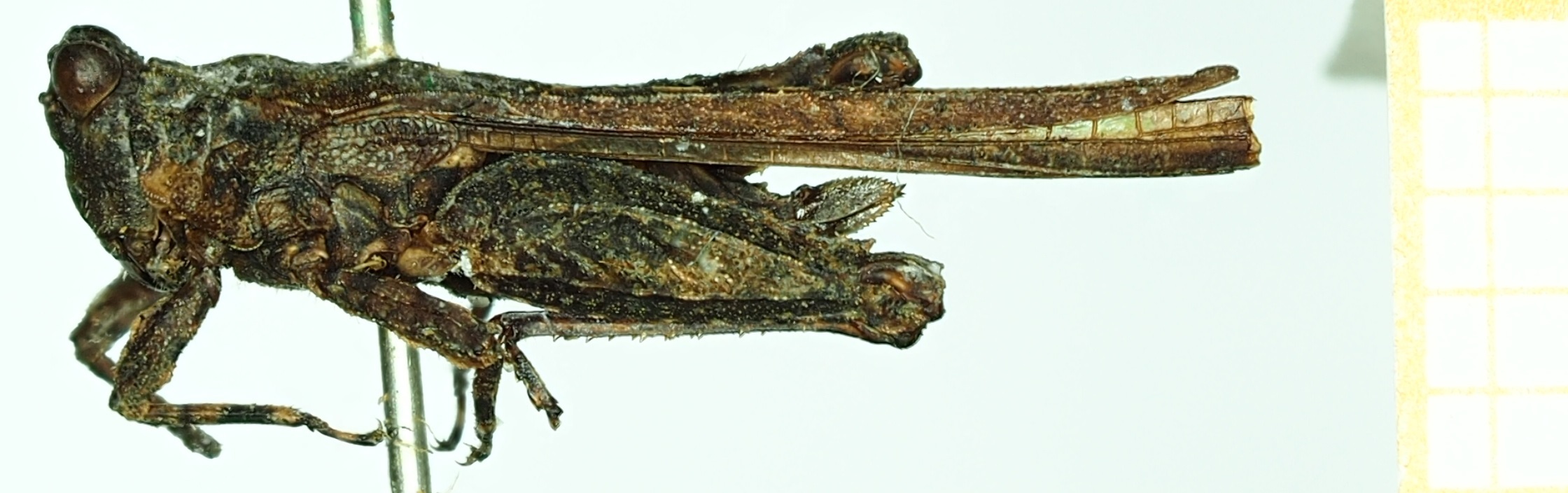 CollectionObject 1477245; 7e11101a-5f84-4755-9fa4-ea810b4c3a2c: female, lateral view (lectotype of Tetrix cuspidatus). (CollectionObject).