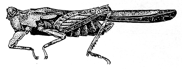 Lamellitettigodes palawanicus Günther, 1939: Fig. 80. female, lateral view (pronotum length 12.1-12.5 mm). (Otu).