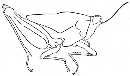 Hydrotetrix aspera Uvarov, 1926: Fig. 2 (drawing: E. Cheesman). male habitus (body length 10 mm, pronotum 6 mm). (Otu).