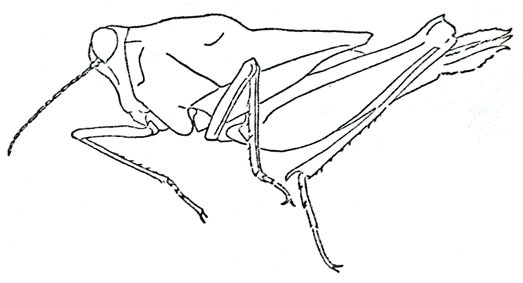 Hydrotetrix cheesmanae Uvarov, 1926: Fig. 1 (drawing: E. Cheesman). female habitus (body length 12 mm, pronotum 8 mm). (Otu).