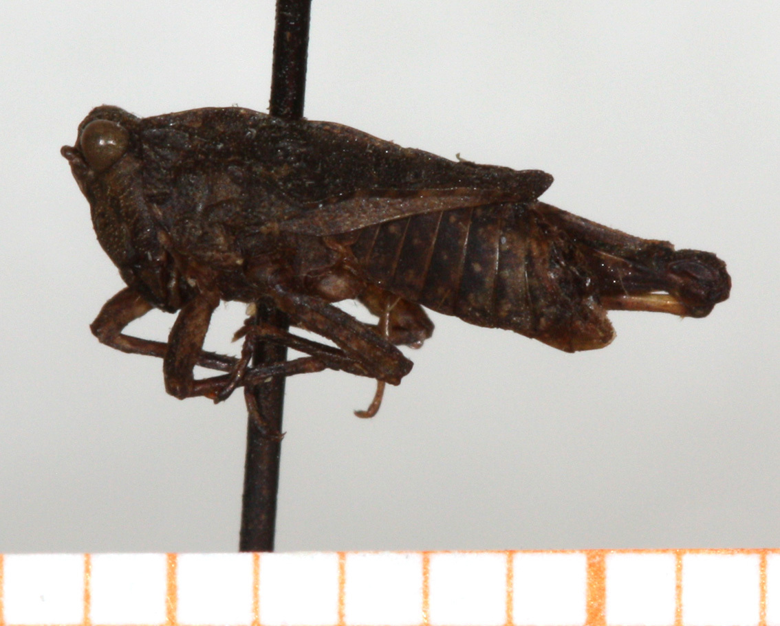 CollectionObject 1499375; 2db01bc0-44ee-4bea-a273-18c7a5620117: male, lateral view (holotype). (CollectionObject).