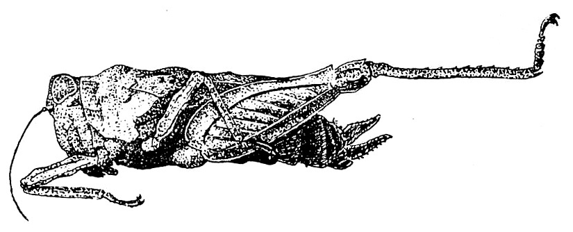 Hydrotetrix javanensis Günther, 1939: Fig. 94. female, lateral view (pronotum length 4.2-5 mm). (Otu).