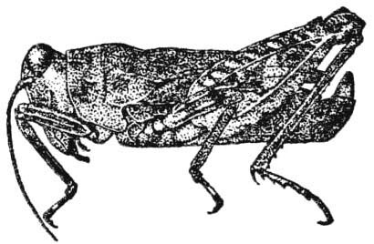 Hydrotetrix marquesana Hebard, 1933: Fig. 1 h. male, lateral view (body length 6.2 mm, pronotum 4.8 mm, femur 4.0 mm). (Otu).