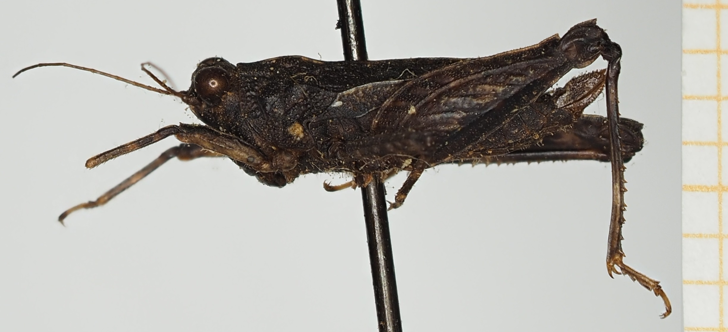 CollectionObject 1582363; 21177fc7-e02b-43e4-9230-c87b555e672f, NHMUK10924460: female, lateral view (syntype). (CollectionObject).