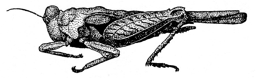 Pseudosystolederus sikorai Günther, 1939: Fig. 116. female, lateral view (total length 14-14.6 mm, pronotum 13 mm). (Otu).