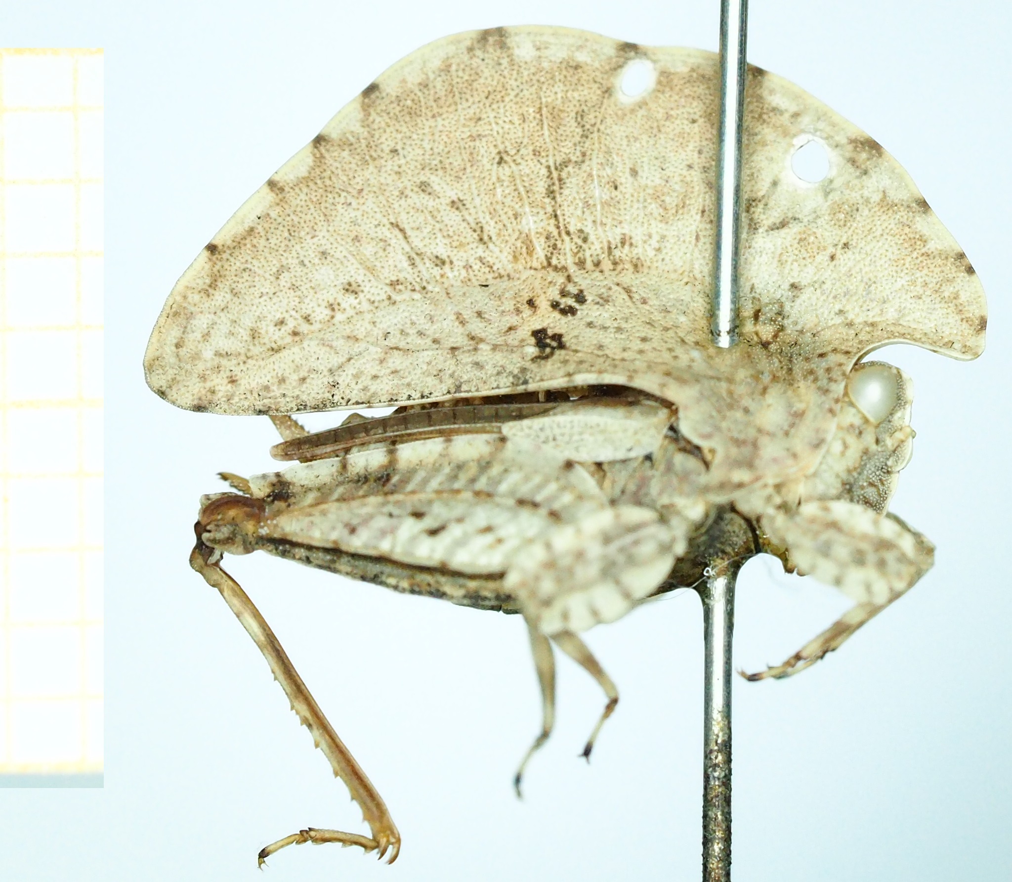 CollectionObject 1500871; 11def069-6669-4611-8caa-98a04d7053e0, MfN 6561: female (holotype), lateral view. (CollectionObject).