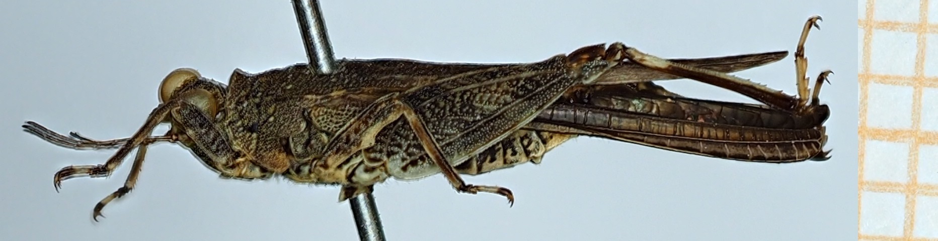 CollectionObject 1477341; af2f4be3-04f3-44eb-b2ad-c888e7e30b6b: male, lateral view (syntype). (CollectionObject).