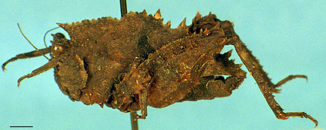 CollectionObject 1505210; cc1631da-1f38-4a5d-b59f-ff82b7c23a6d, DORSA D141XF01: female, left lateral view. (CollectionObject).