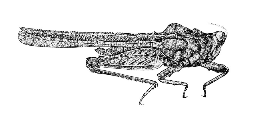 Royitettix mampua (Rehn, 1930): Pl. 3, Fig. 4 (after type). female habitus. (Otu).