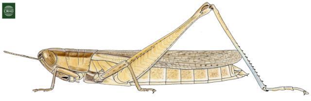 Tristria discoidalis Bolívar, 1890: Page 87, Figure 1. female habitus. (Otu).