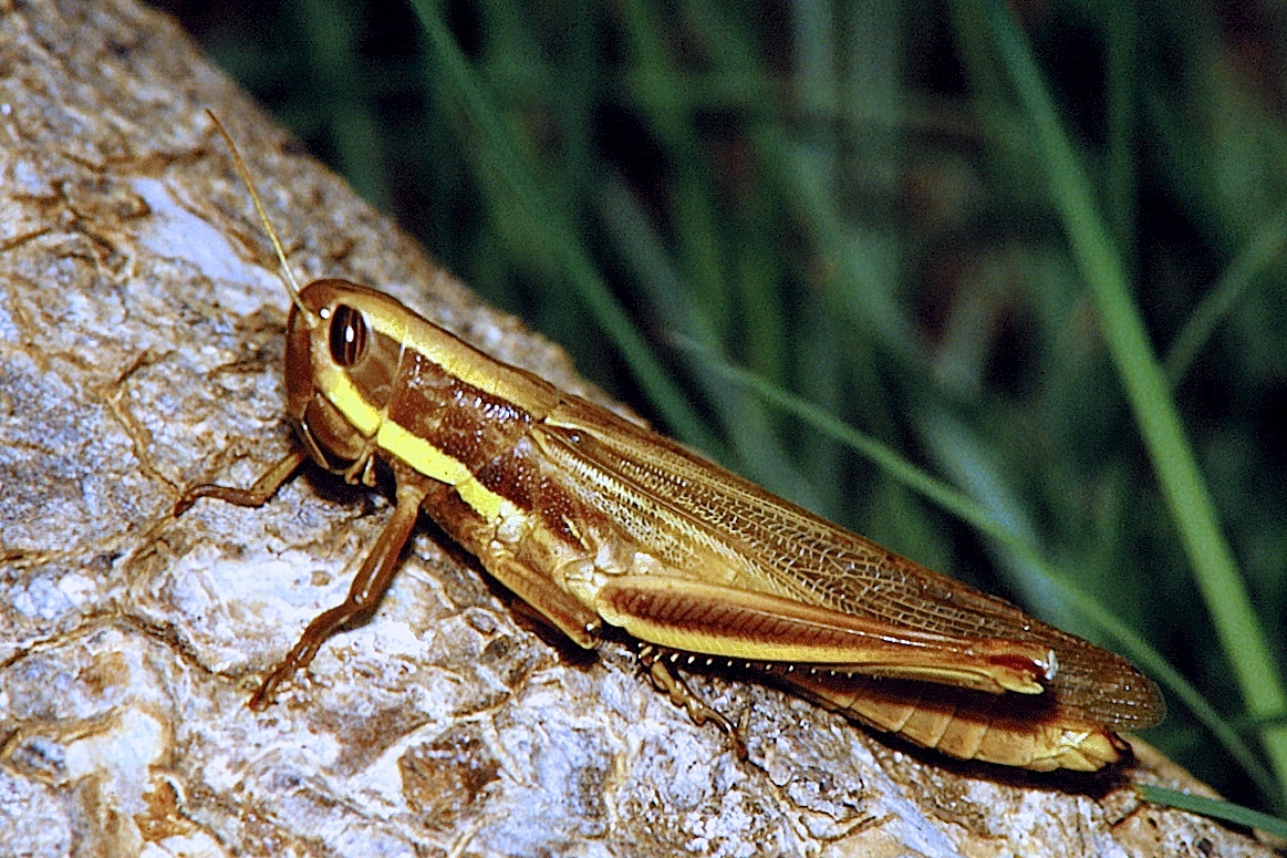 Homoxyrrhepes punctipennis (Walker, 1870): female, Niamey, Niger 11-1989. (Otu).