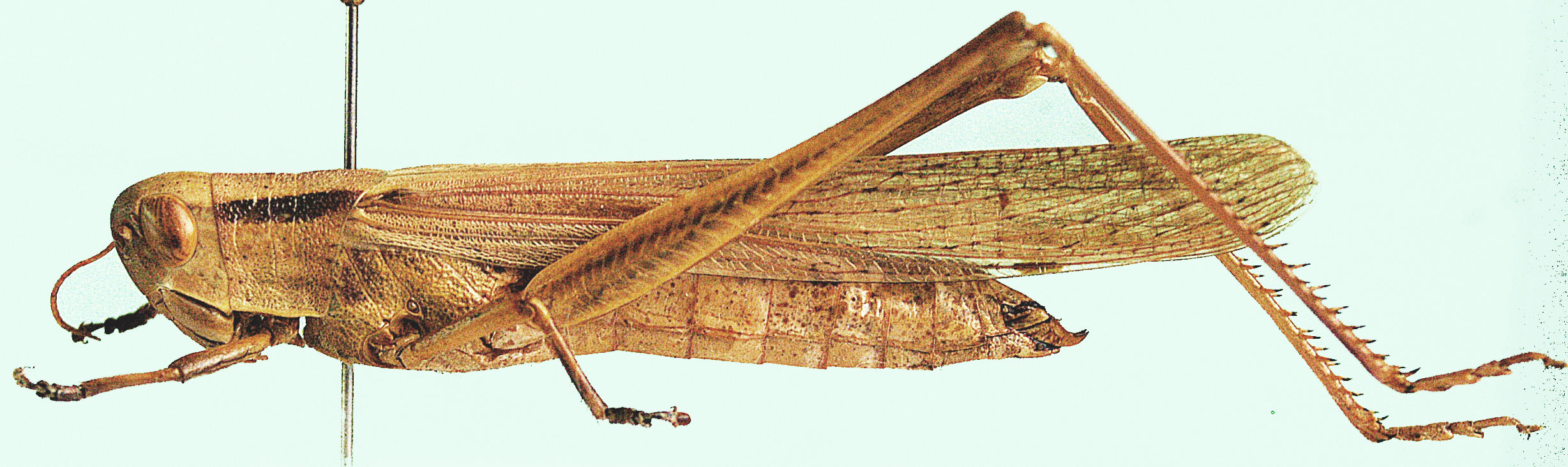 Petamella prosternalis (Karny, 1907): female, lateral view. (Otu).