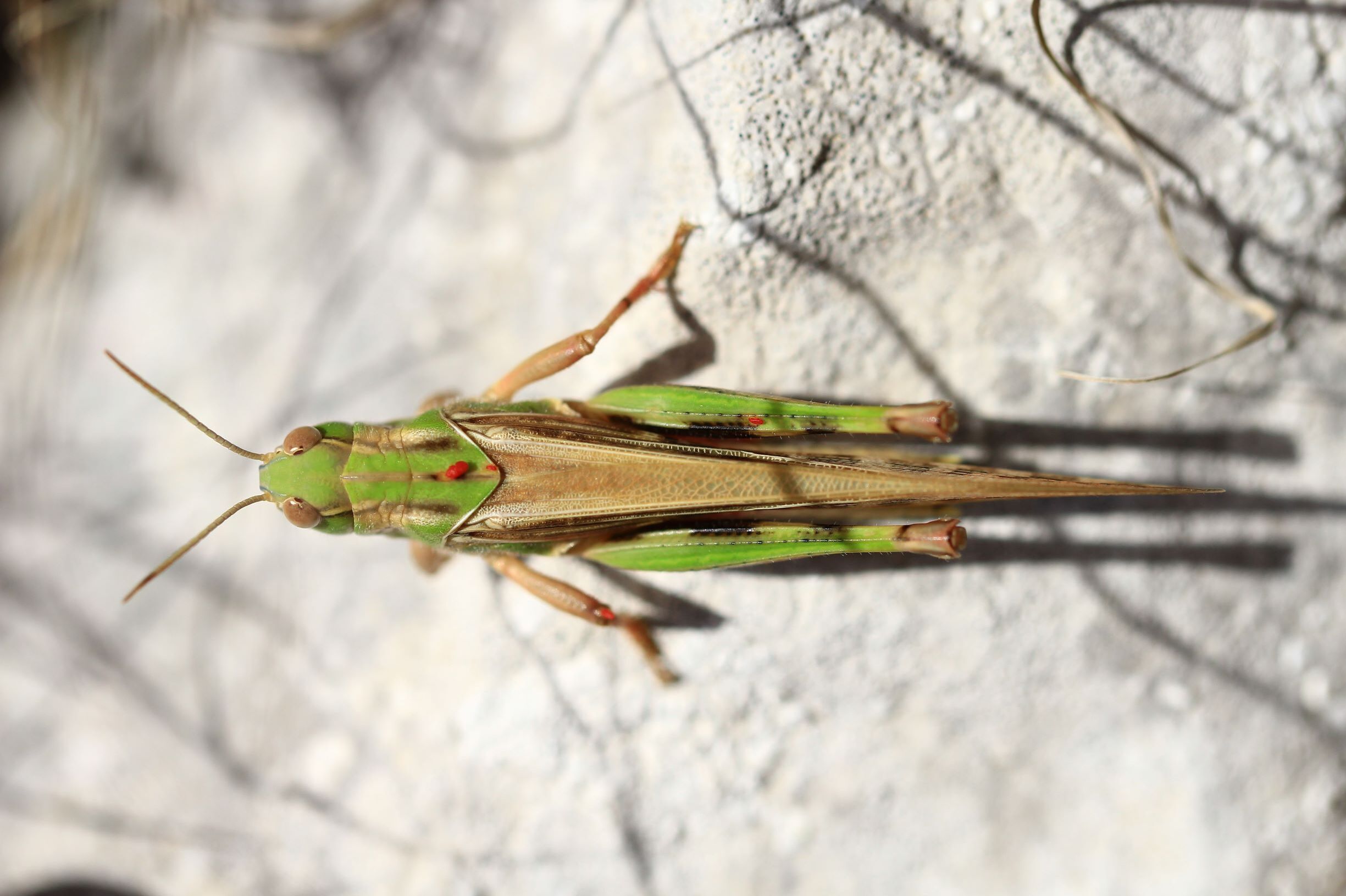 Locusta migratoria migratoria (Linnaeus, 1758): male in dorsal view (from Croatia: Hvar Isl.). (Otu).