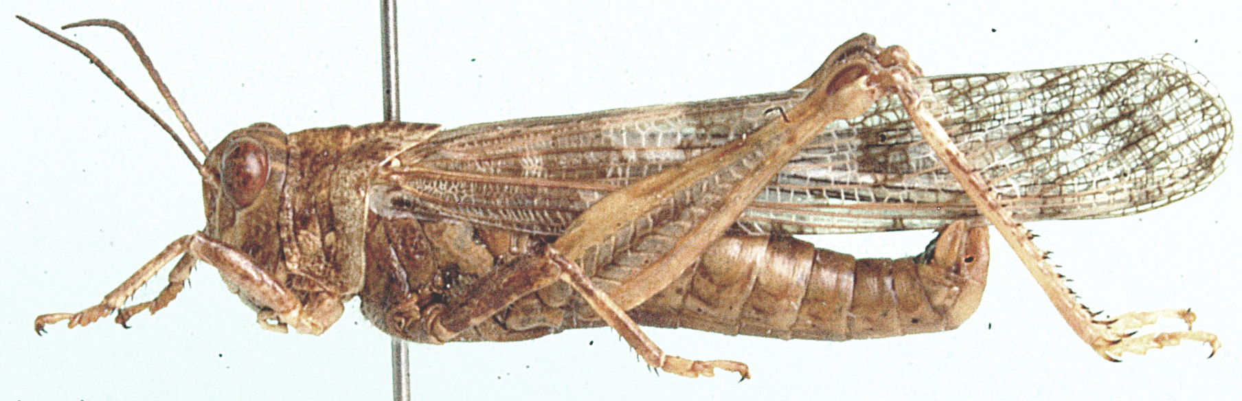 Locustana pardalina (Walker, 1870): female, lateral view. (Otu).