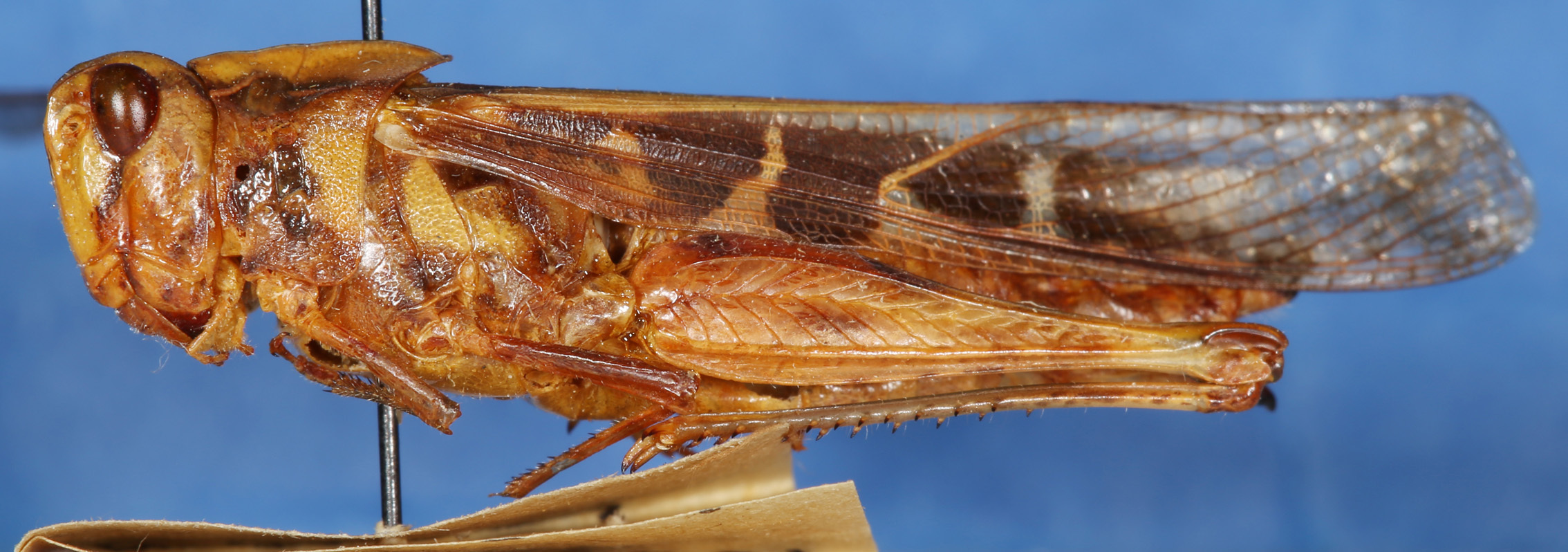 Oedaleus virgula (Snellen van Vollenhoven, 1869): 2012 Natural History Museum, London. lateral view. (Otu).