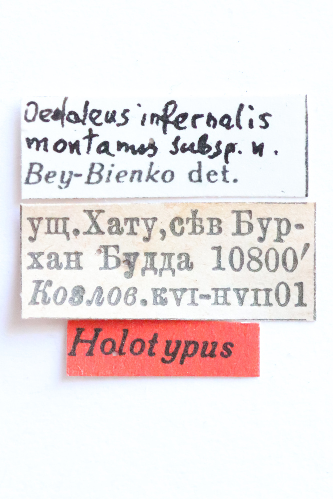 CollectionObject 1528885; dc132d5c-ae99-4fec-a36e-d3d654125fd3: labels (holotype). (CollectionObject).