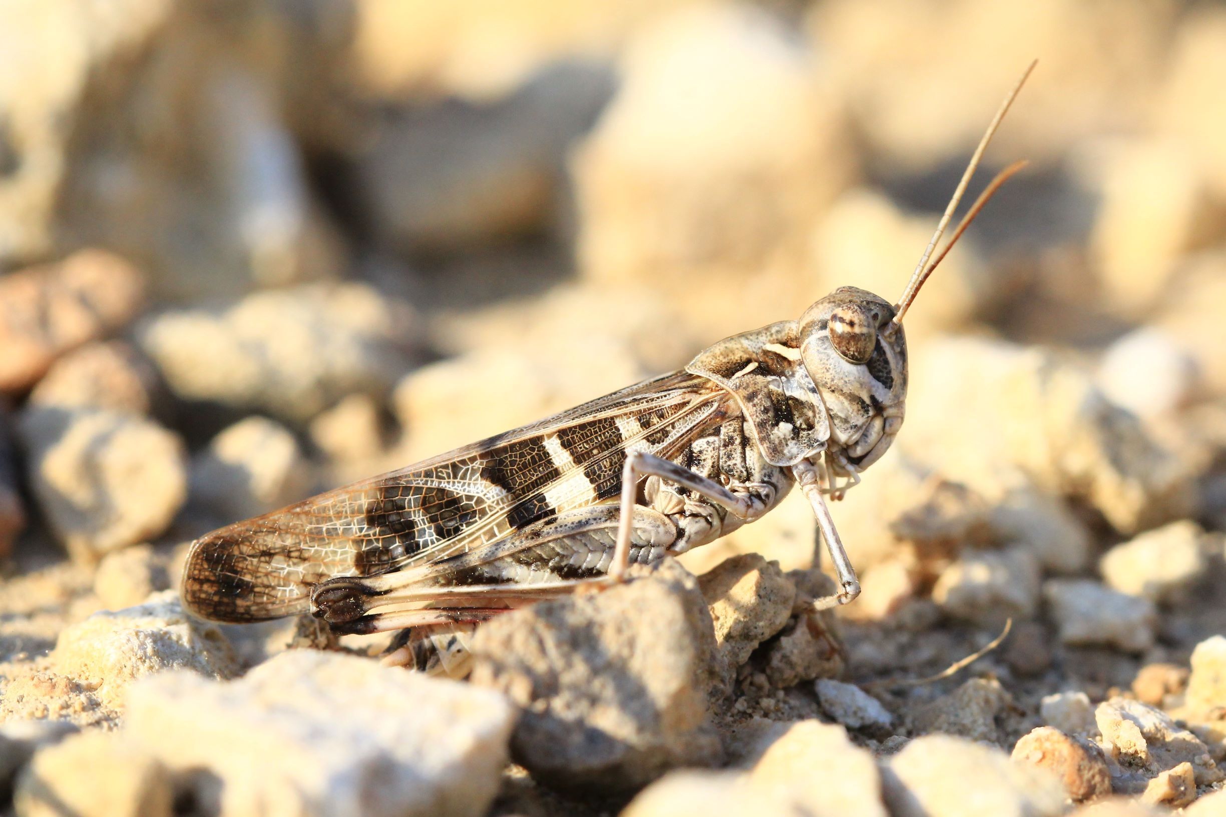 Oedaleus decorus (Germar, 1825): male in lateral view (from Croatia: Biševo Isl.). (Otu).