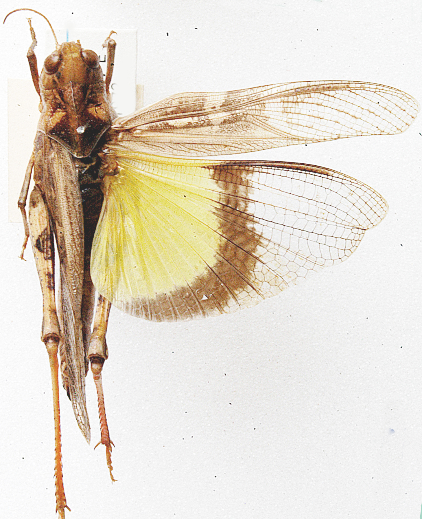 Oedaleus flavus flavus (Linnaeus, 1758): as O. flavus. dorsal view. (Otu).