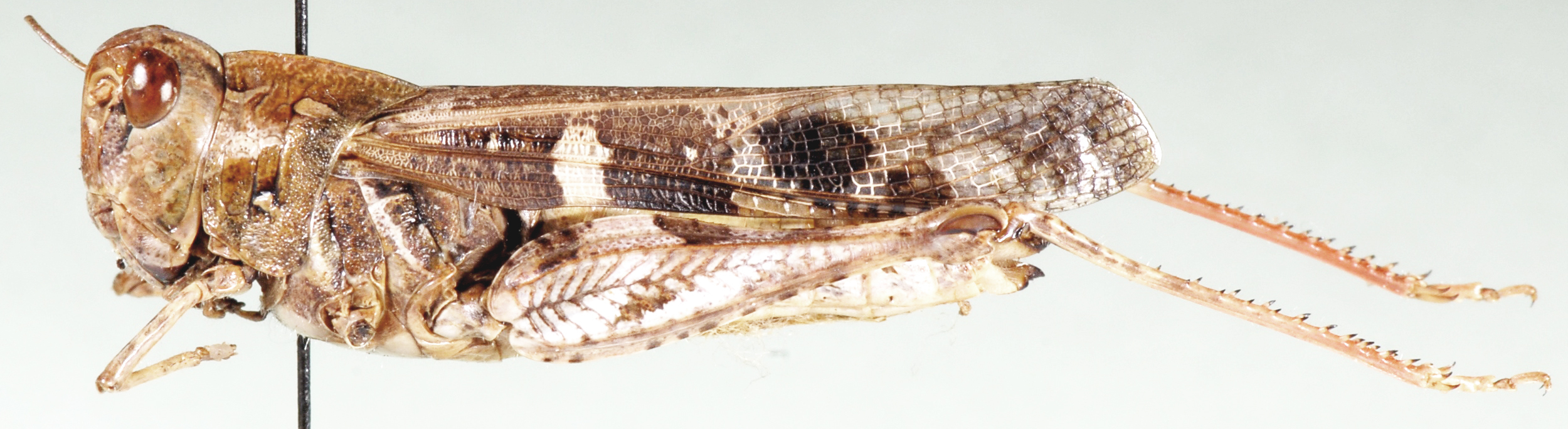 Oedaleus plenus plenus (Walker, 1870): female, lateral view. (Otu).