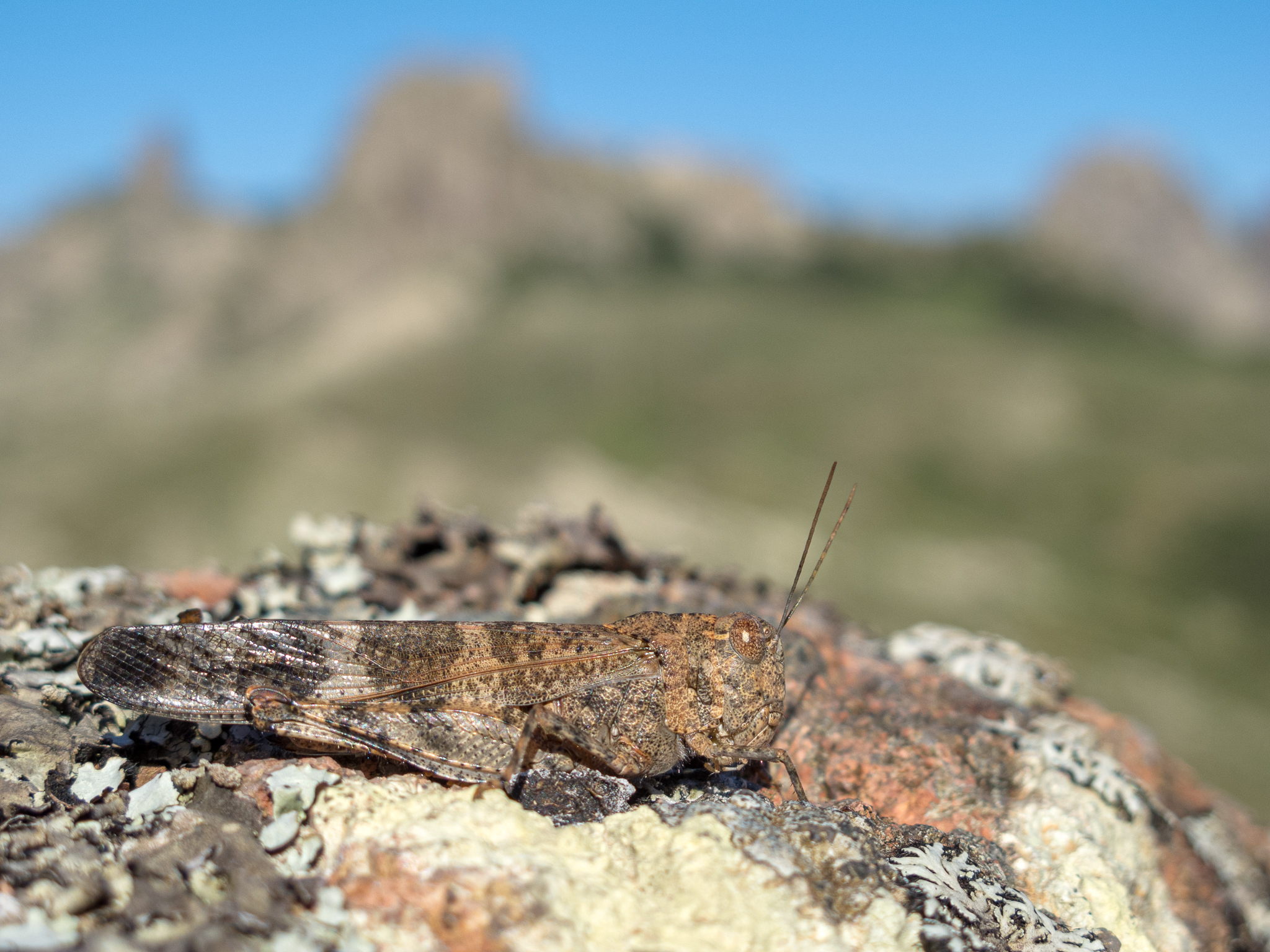 Scintharista forbesii (Burr, 1899): female in habitat (Adho Dimello, Socotra, Yemen). (Otu).