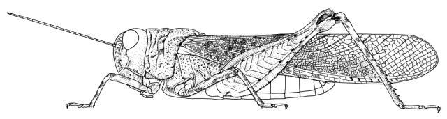 Scintharista lithophila Jago, 1962: Page 229, Figure 6. Female. (Otu).