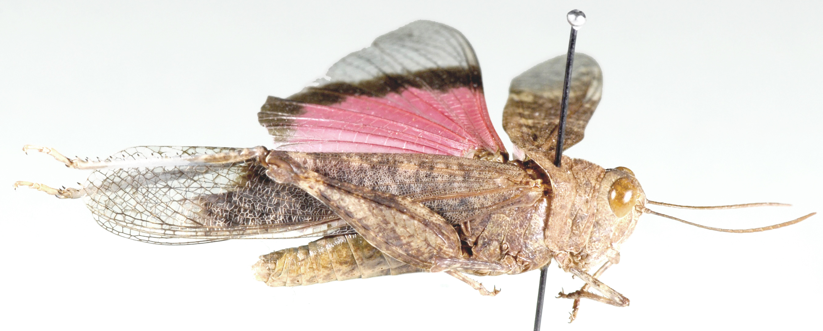 Scintharista magnifica Uvarov, 1922: as Conistica magnifica. lateral view. (Otu).