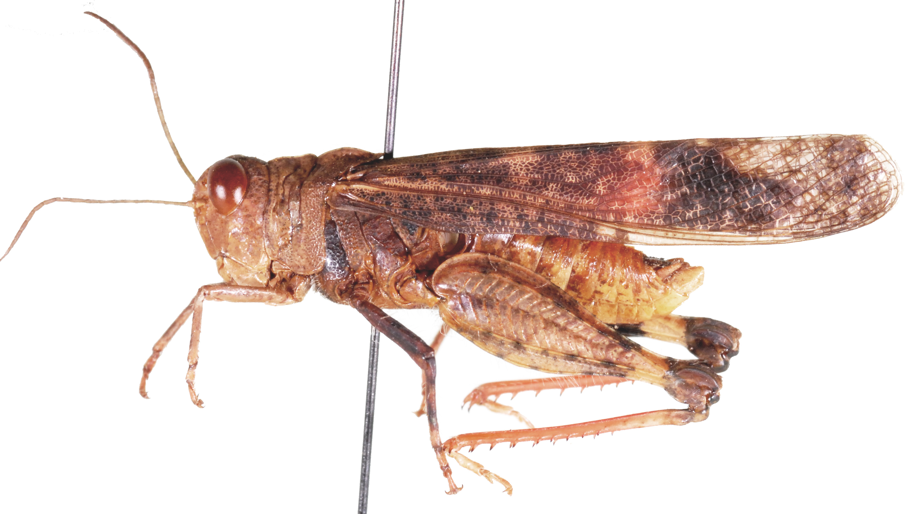 Scintharista rosacea (Kirby, 1902): male, lateral view. (Otu).