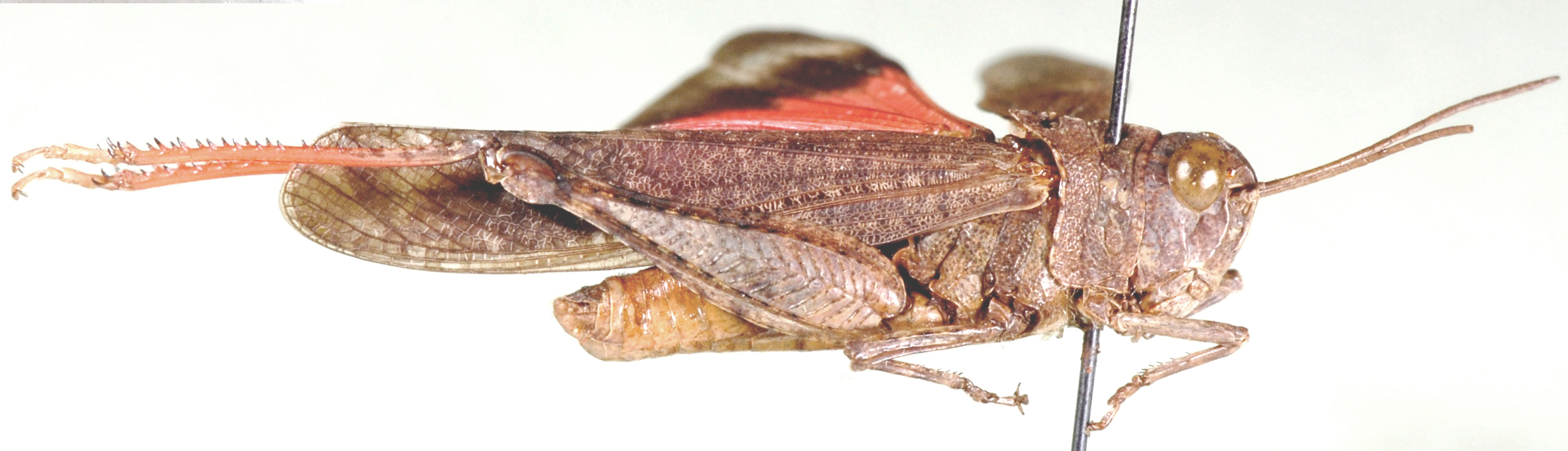 Scintharista saucia (Stål, 1873): as Conistica saucia. lateral view. (Otu).