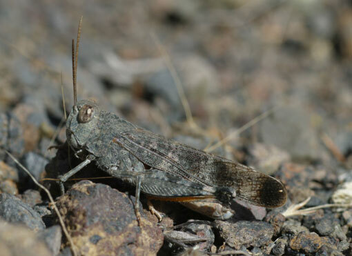 Scintharista notabilis notabilis (Walker, 1870): individual from La Palma (Canary Islands). (Otu).