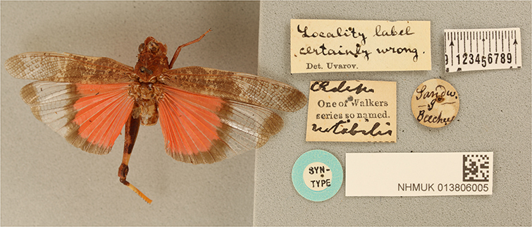 CollectionObject 1519490; 03002354-16b3-430e-a30f-b37da09ebc85: female, dorsal view, labels (syntype). (CollectionObject).