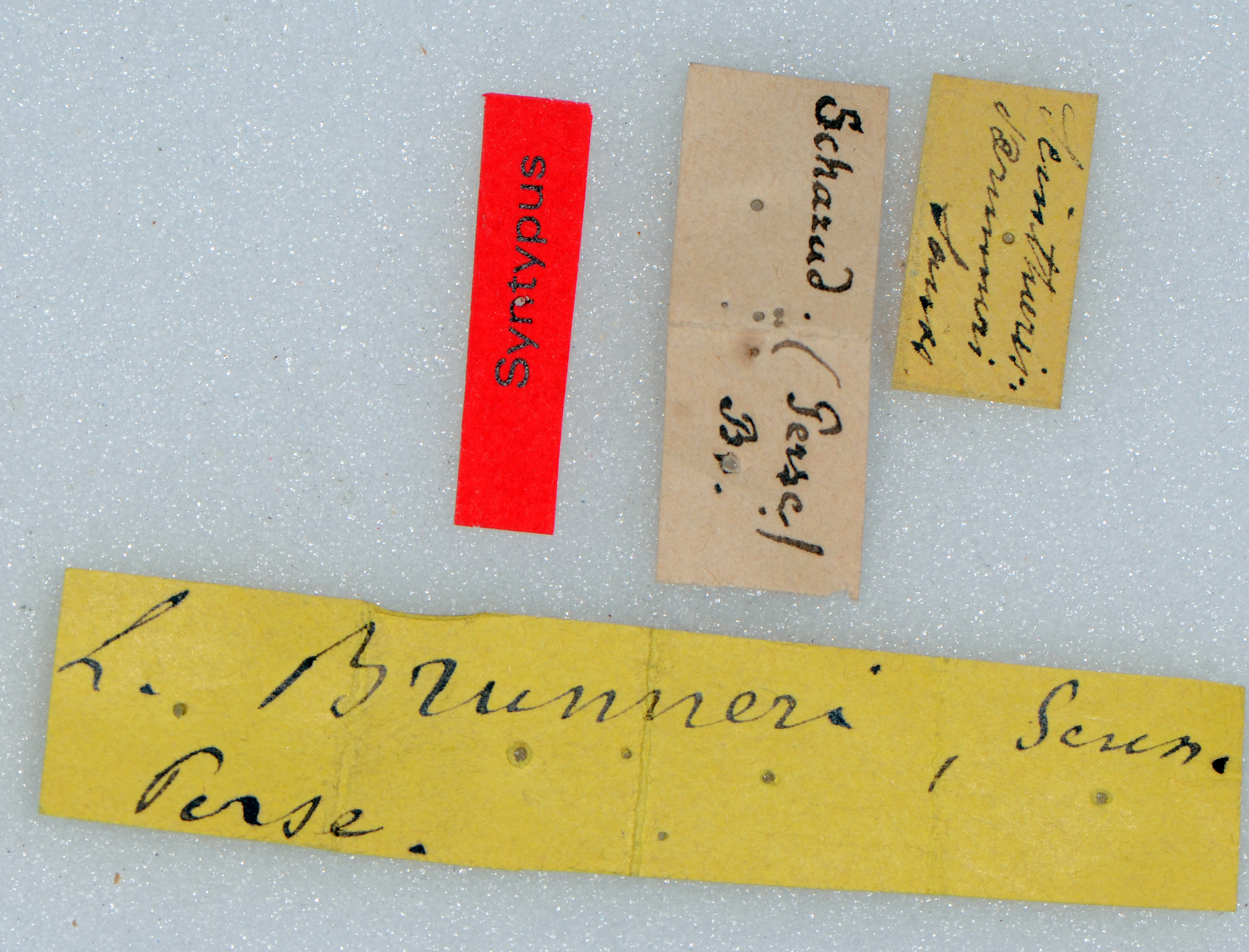 CollectionObject 1506376; dbc479d4-7407-4ee4-8c5b-f7ca66f06d74: labels (syntype). (CollectionObject).