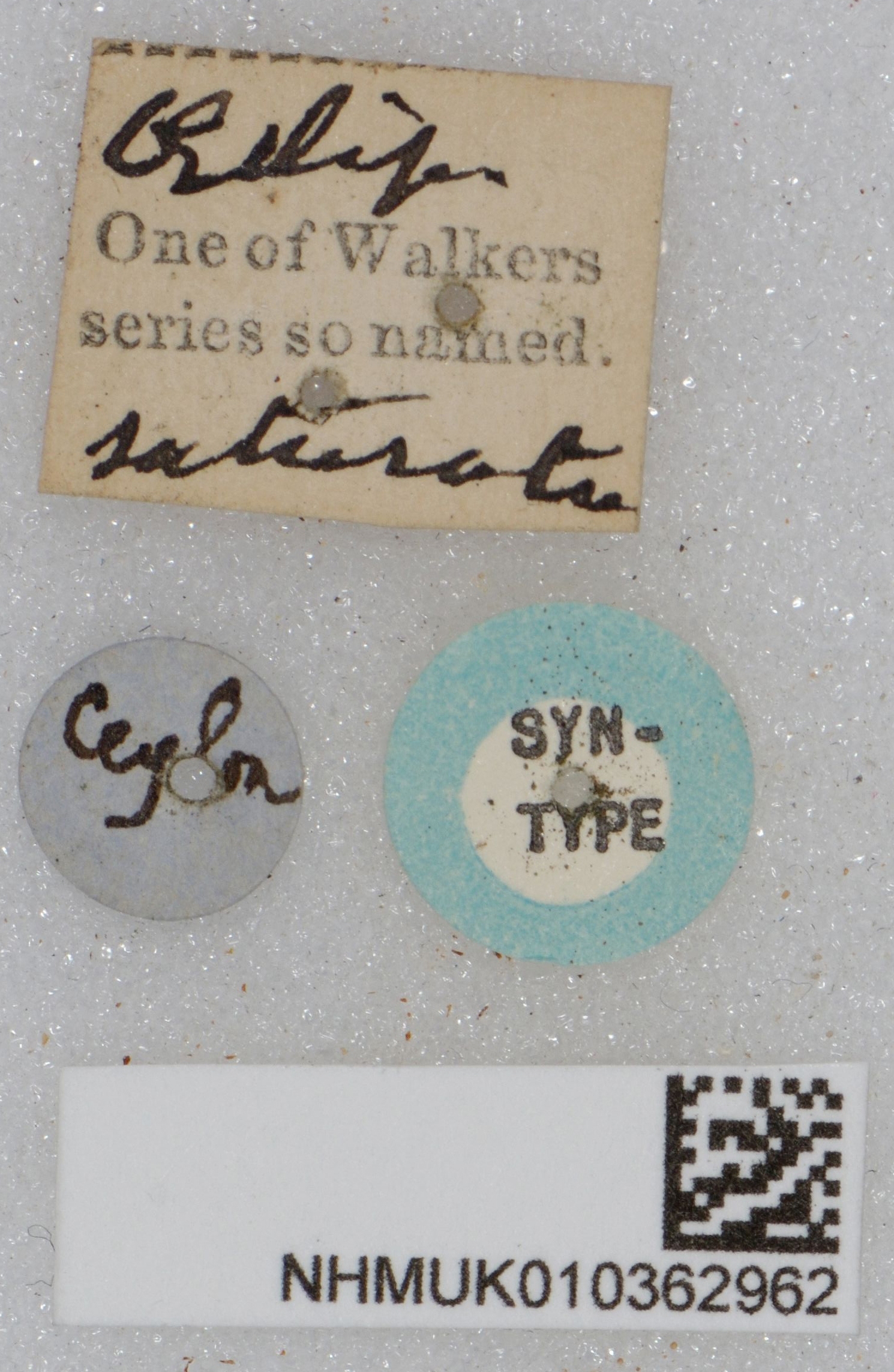 CollectionObject 1519570; f0f7285d-950c-44cb-8a0f-f642ef73b6e0: labels (syntype of Oedipoda saturata). (CollectionObject).