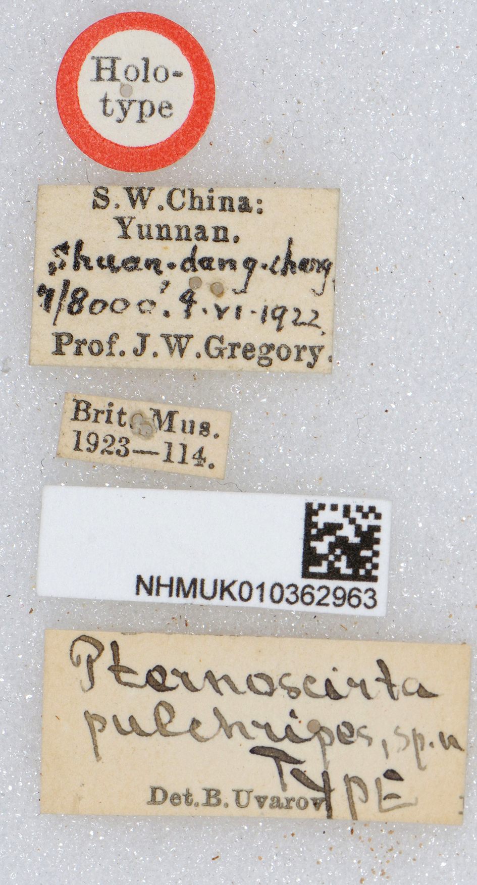 CollectionObject 1519569; 50836768-5702-45f3-850c-06ff474b5b80: labels (holotype). (CollectionObject).