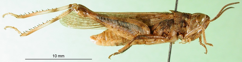 CollectionObject 1590311; ab393e90-5c9e-4d18-8d73-a17877fc8296: male, lateral view (paratype of Aiolopus latus). (CollectionObject).