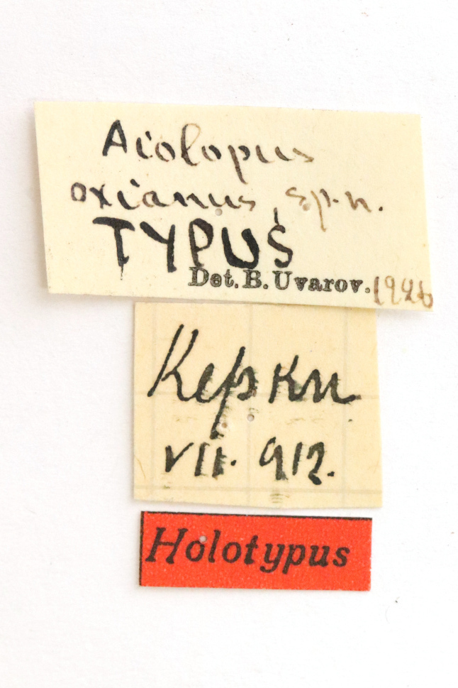 CollectionObject 1528534; 0b99ee63-81eb-469c-a5b3-c7c4e63a2287: labels (holotype). (CollectionObject).
