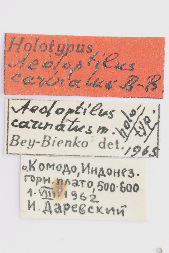 CollectionObject 1528535; f61d4a7b-d26f-4c5f-b0d4-3f54c90aded3: female, labels (holotype). (CollectionObject).